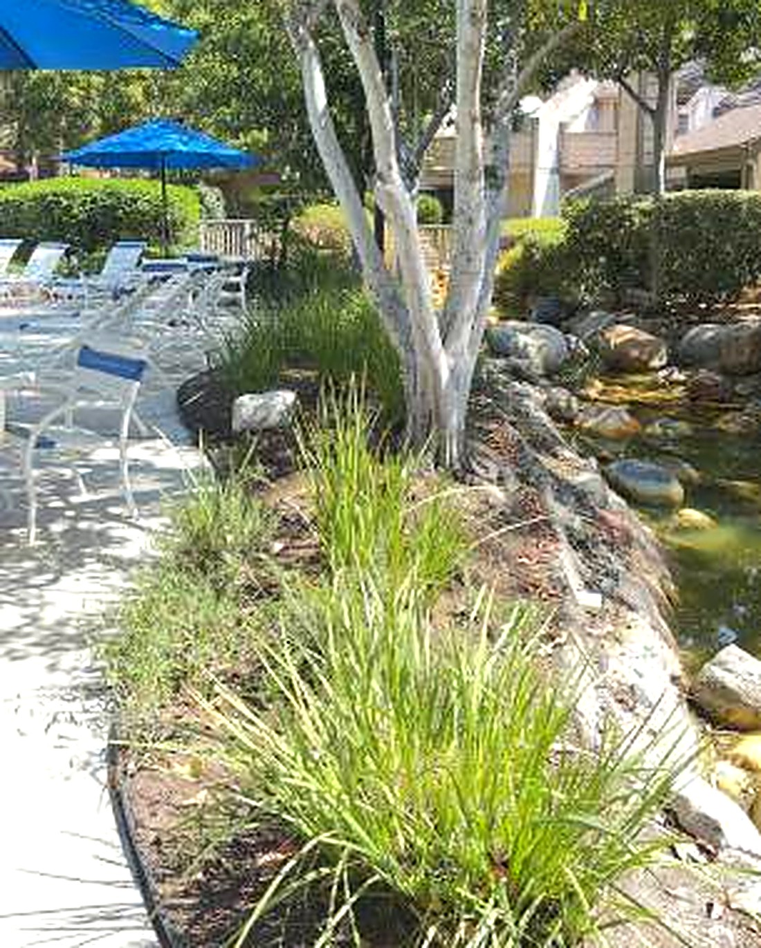 Stream and ornamental grasses beside the Hidden Lakes pool deck
